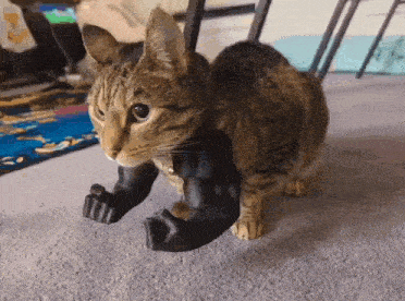cat-muscles-strong.gif.32808735f666fb5d22c73c727e64d9a6.gif